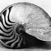 http://www.marselykehoe.org/images/MN_114.jpg