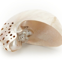 http://www.marselykehoe.org/images/KN_544.jpg